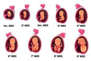 Calculadora de las semanas del embarazo