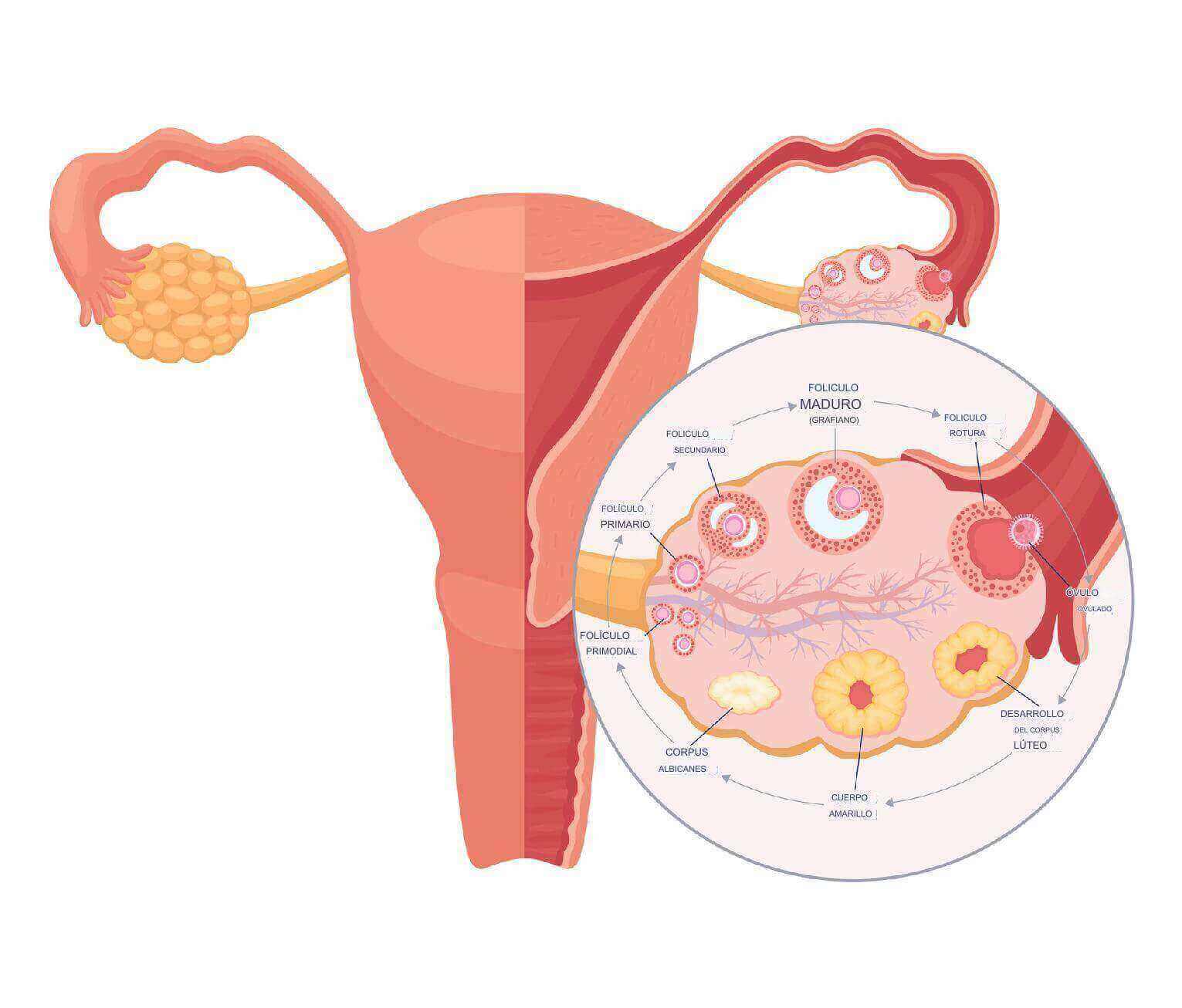 Cómo es la ovulación