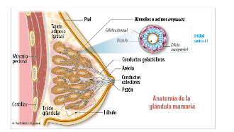 Pecho femenino por dentro: cómo es