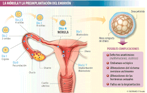 Mórula: tóxicos en los primeros días de embarazo