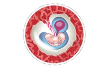 Feto en el primer mes de embarazo