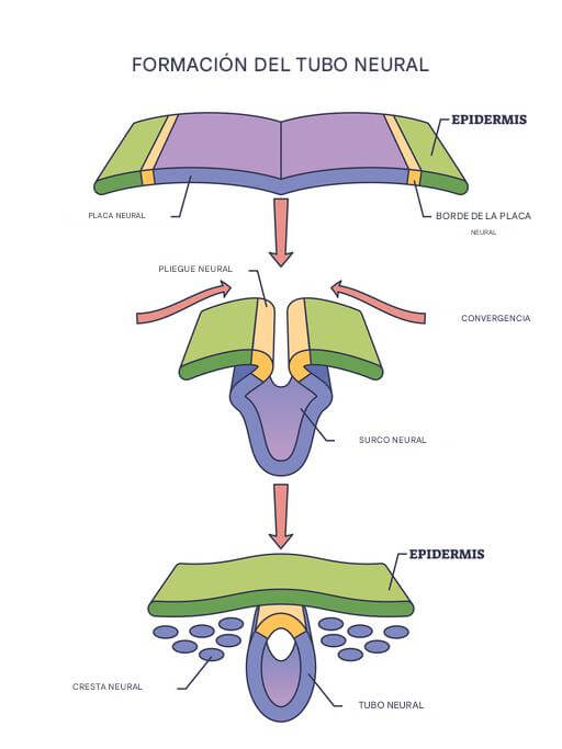La formación del tubo neural