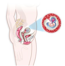 El primer mes de embarazo