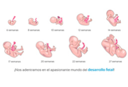 Desarrollo feto semana a semana: desde la 1º a la semana 42