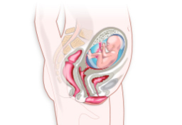 Síntomas del quinto mes de embarazo