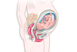 Síntomas del sétimo mes de embarazo