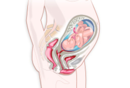 Síntomas del sexo mes de embarazo?