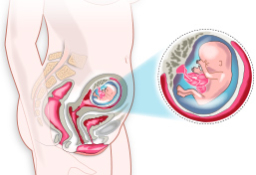 Síntomas y signos: tercer mes de embarazo